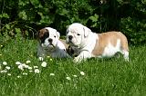BULLDOG ANGLAIS 223